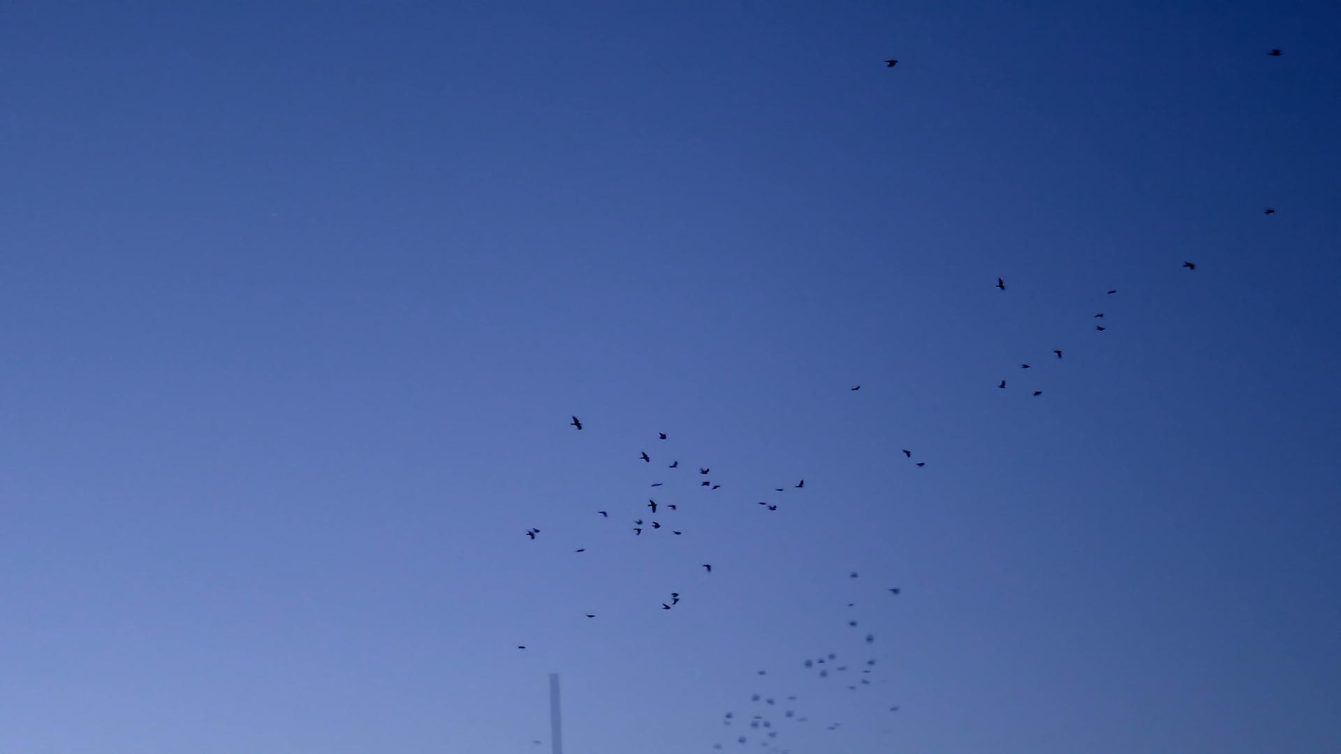 黄昏时分黄雀成群飞翔视频的预览图
