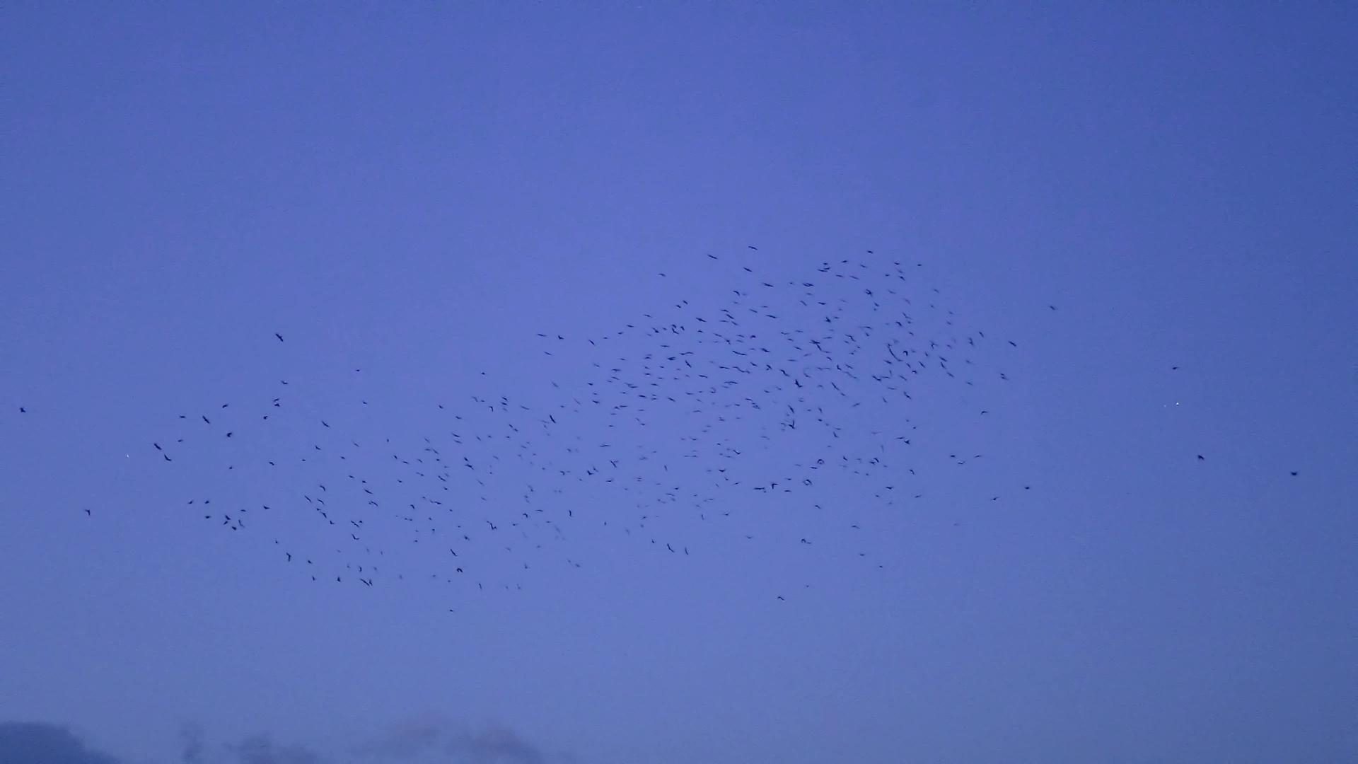 鸟儿在黄昏的黑暗天空中飞翔视频的预览图