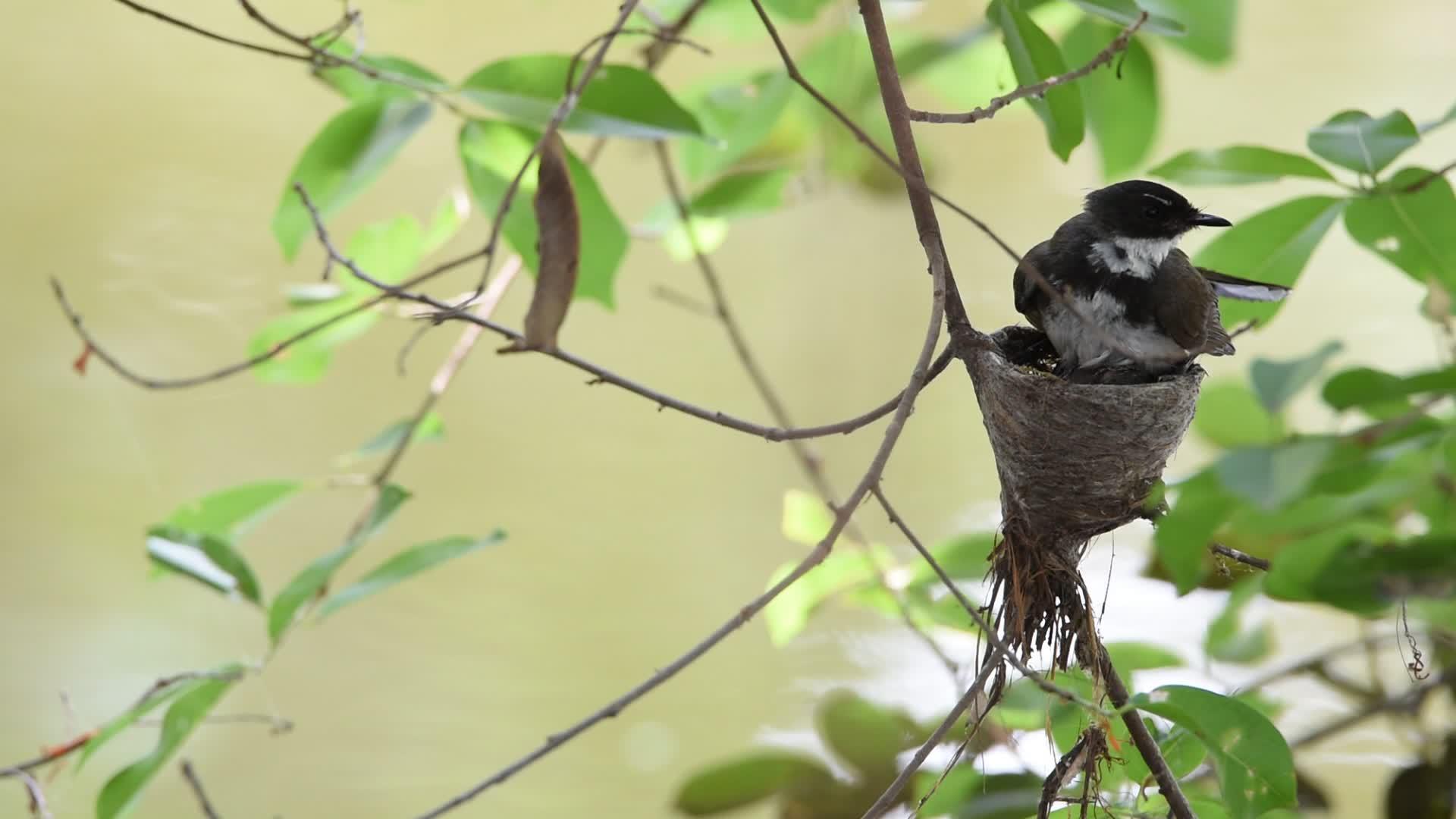 鸟儿在鸟巢中飞翔苍蝇猎人和婴儿在巢中飞翔视频的预览图