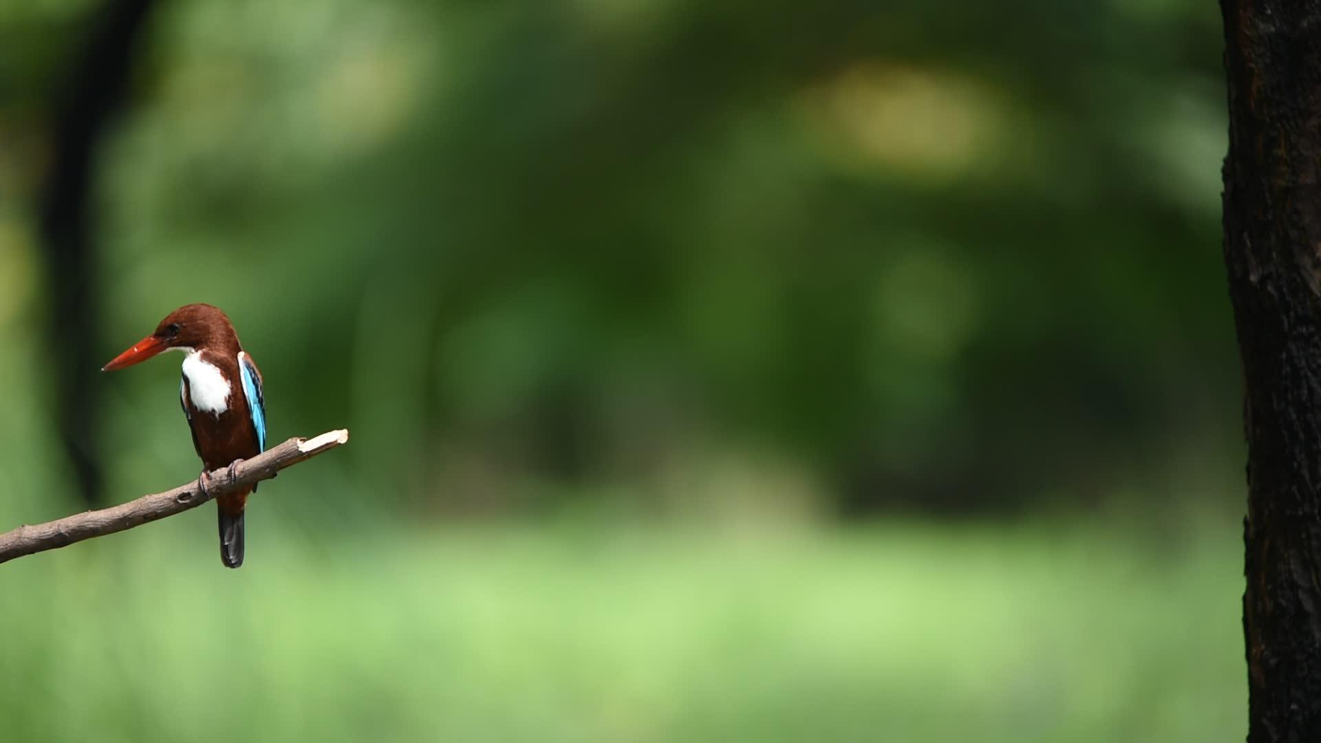 白喉大鸟视频的预览图