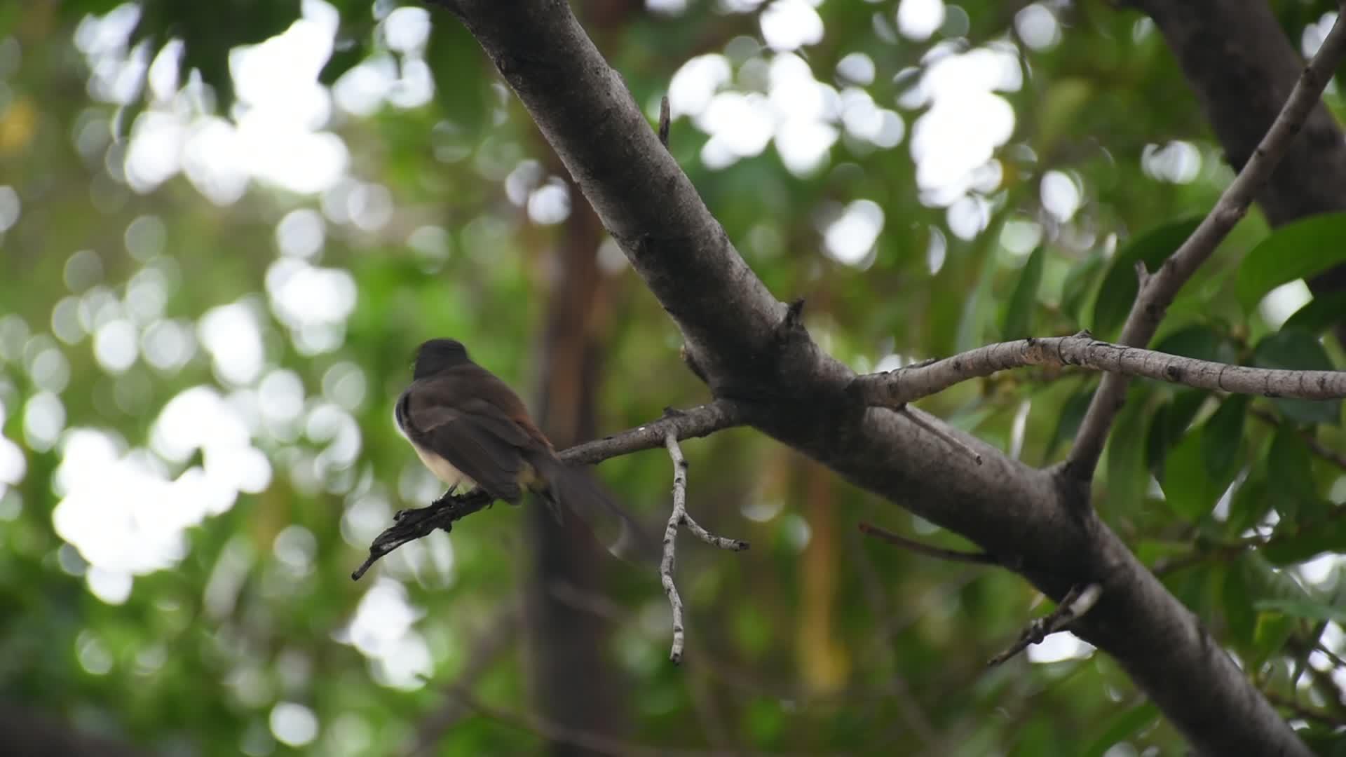 树上的鸟在猎人身上飞翔视频的预览图