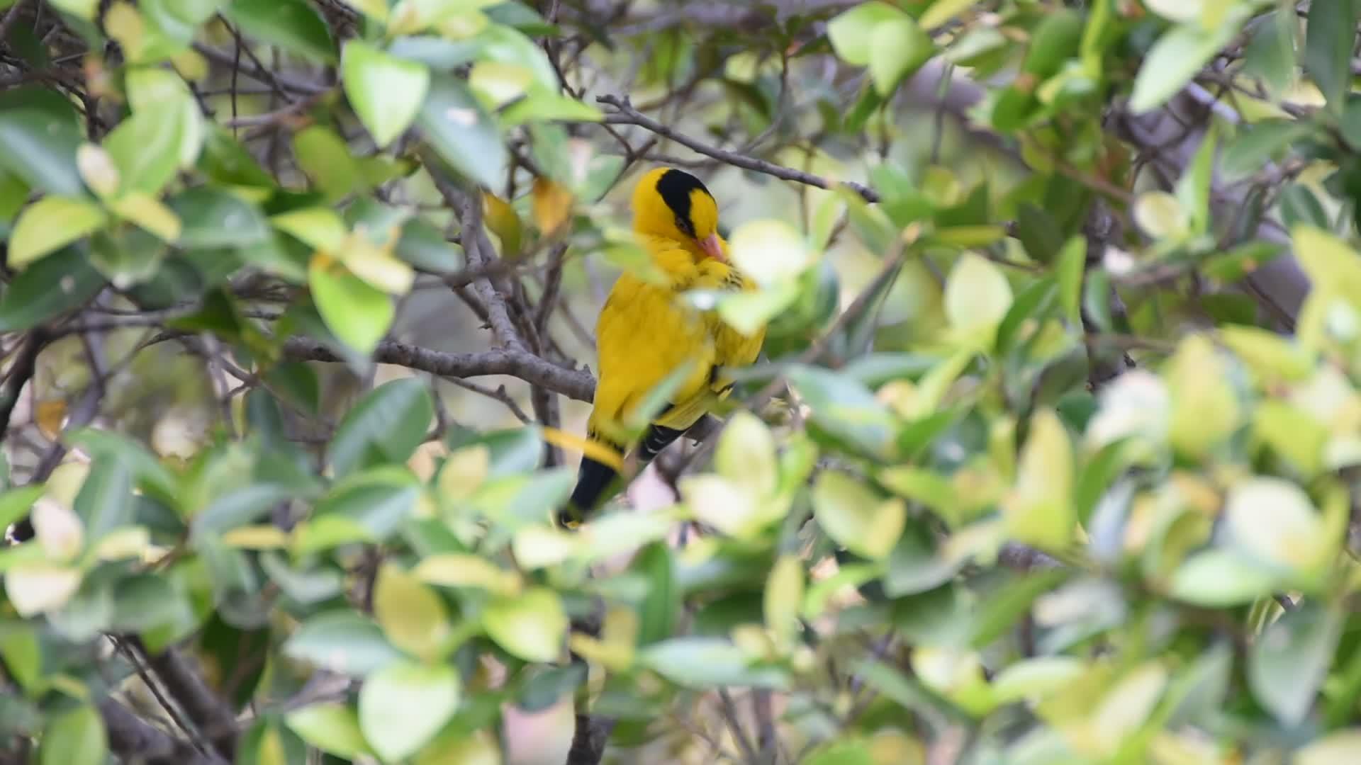 树上的鸟视频的预览图