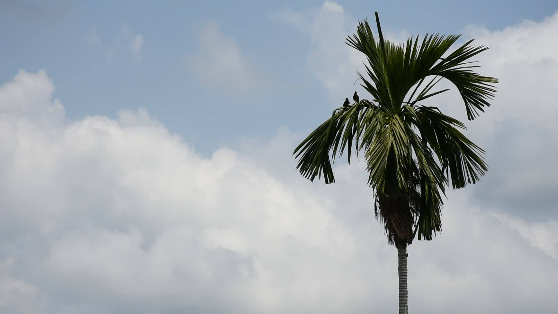 椰枣树上有一只鸟视频的预览图