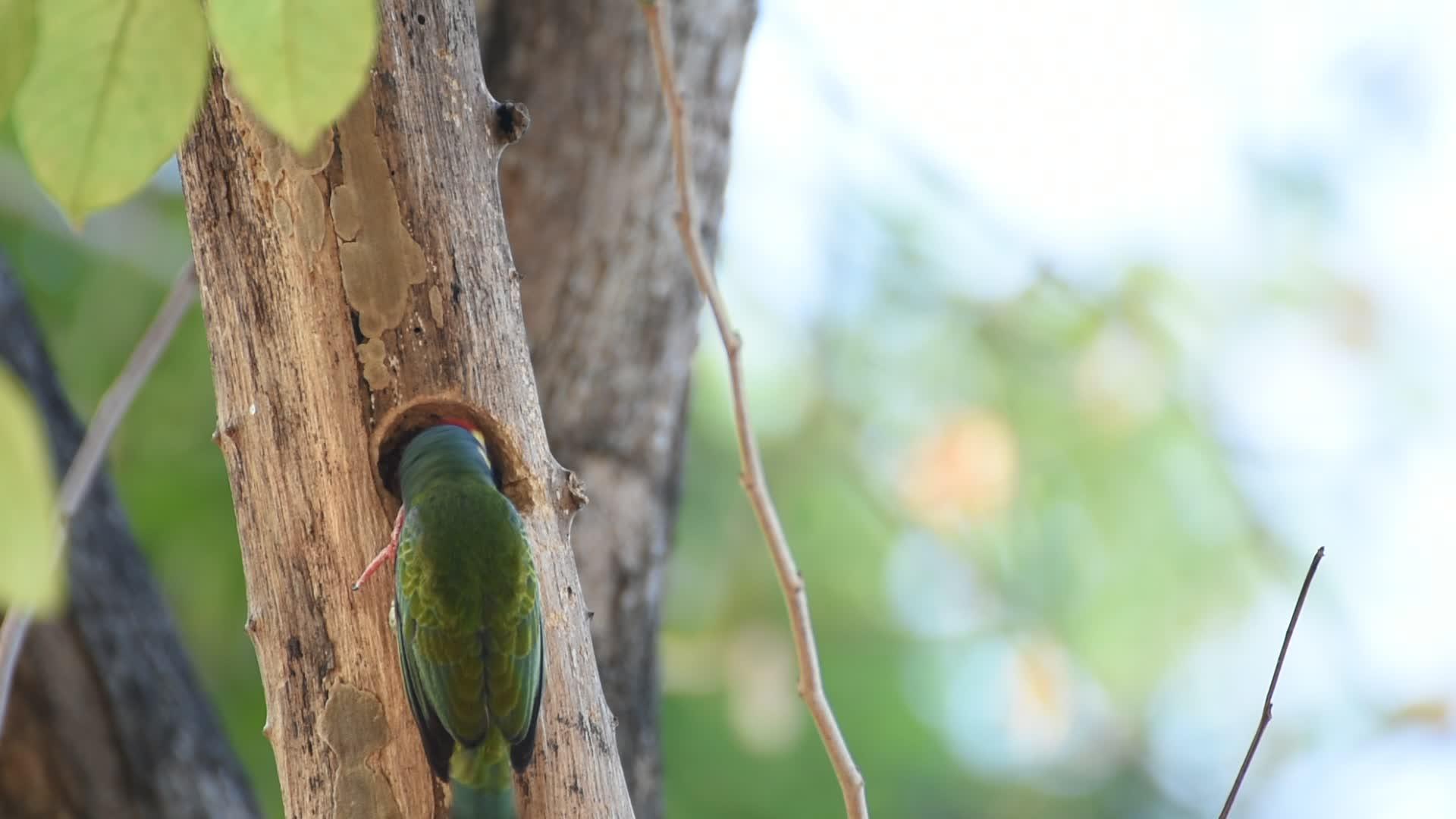 巴贝空树干中的鸟木匠视频的预览图