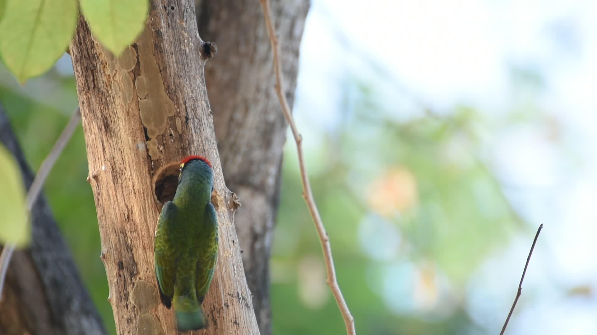 巴贝空树干中的鸟木匠视频的预览图