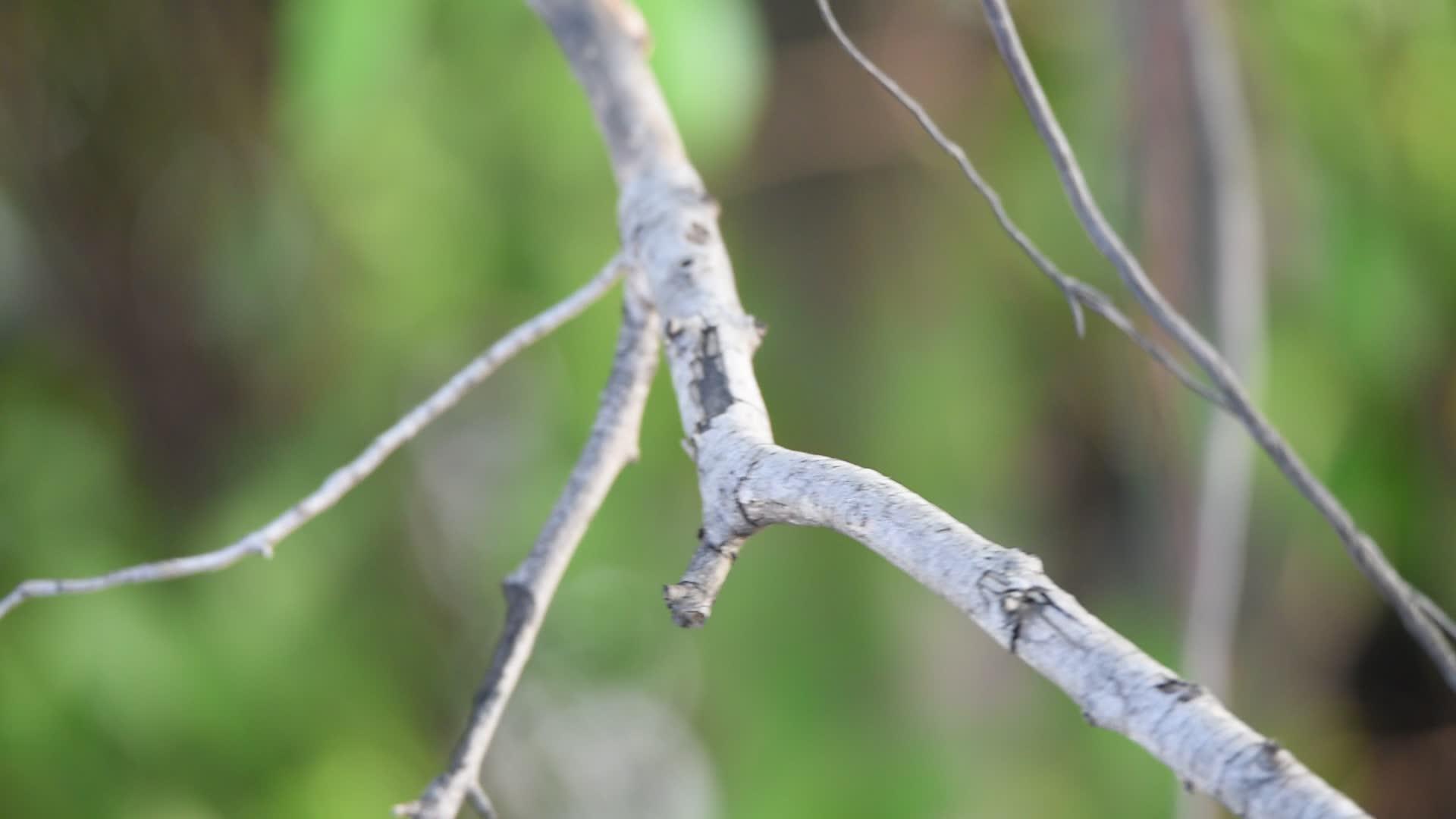树上的小鸟视频的预览图