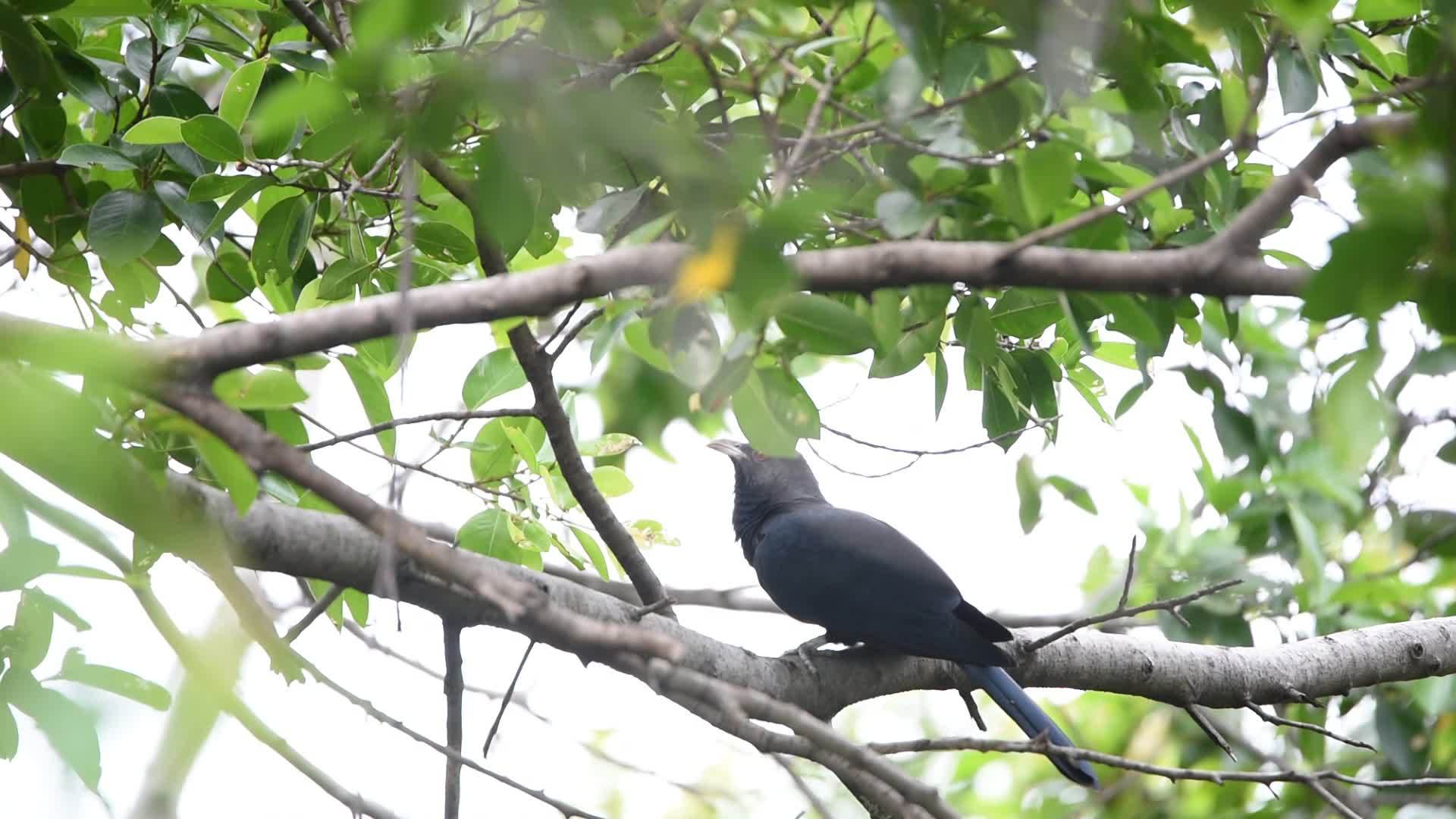 一棵树上的鸟在一棵树上视频的预览图