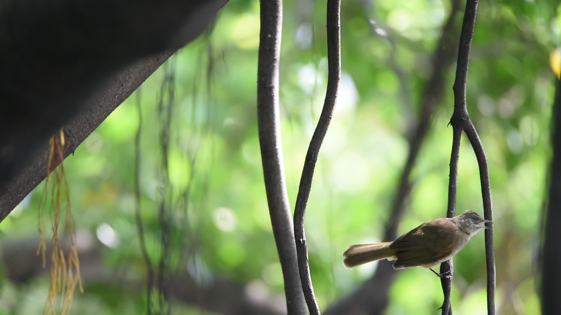 鸟鸟在一棵树上视频的预览图