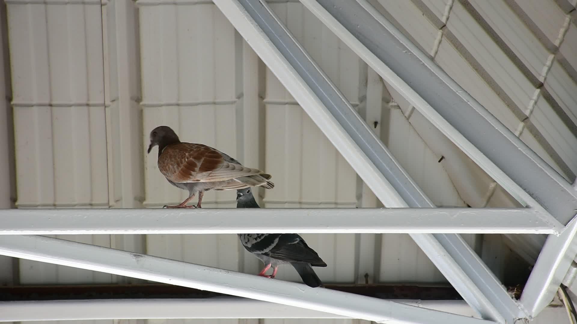 屋顶下的鸟鸽视频的预览图