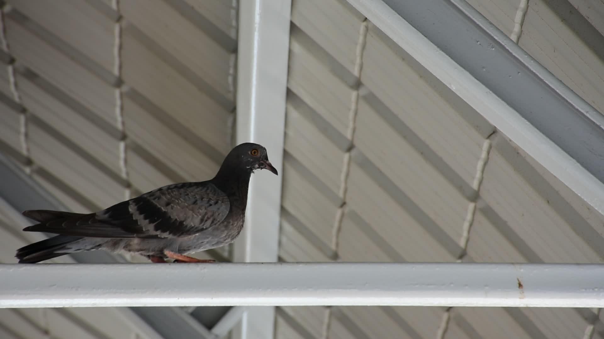 屋顶下的鸟鸽视频的预览图