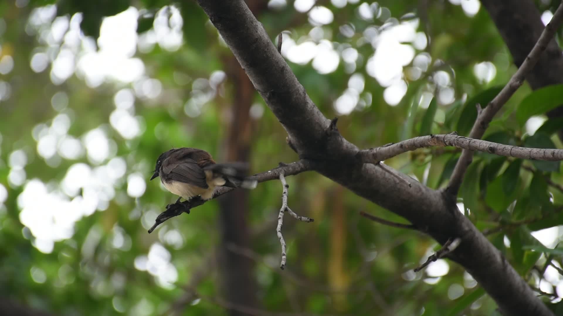 树上的鸟在猎人身上飞翔视频的预览图