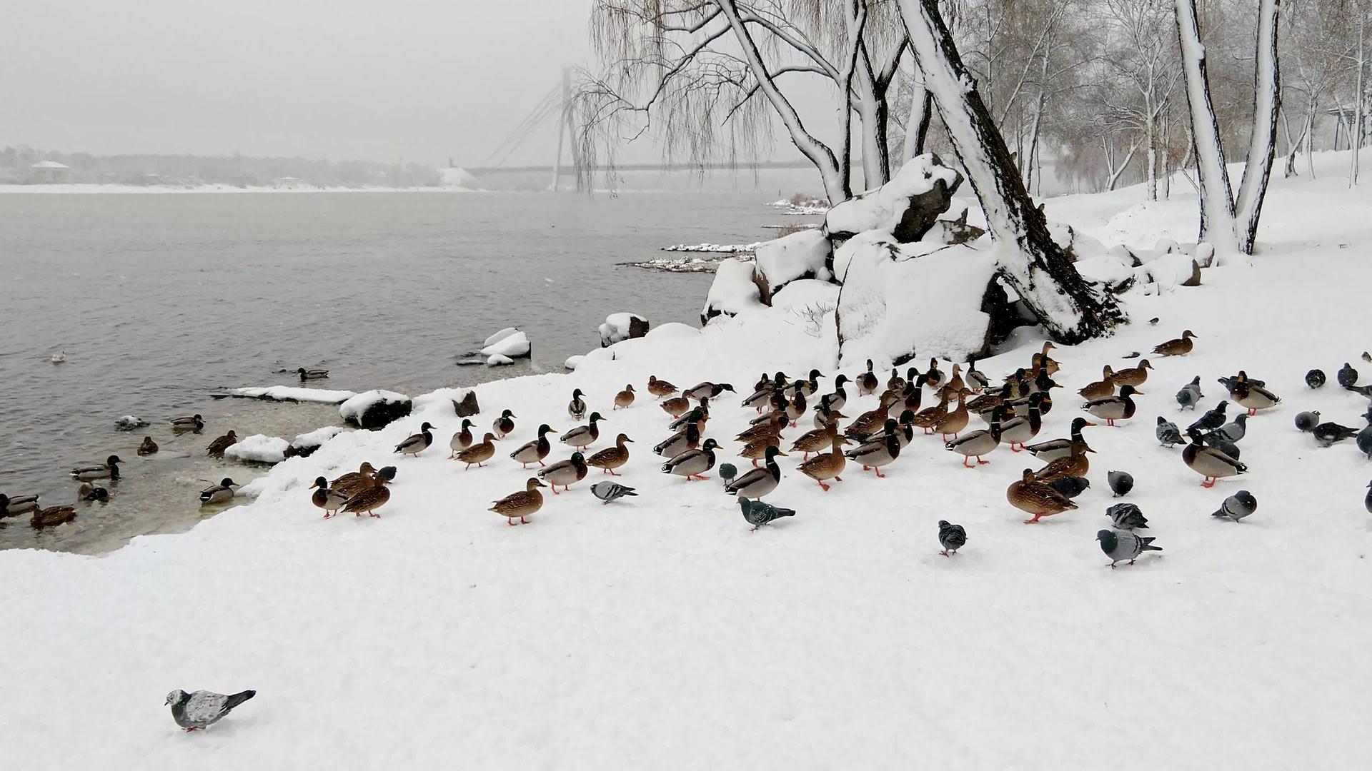 冬天在达尼珀河附近吃鸽子和鸭子视频的预览图