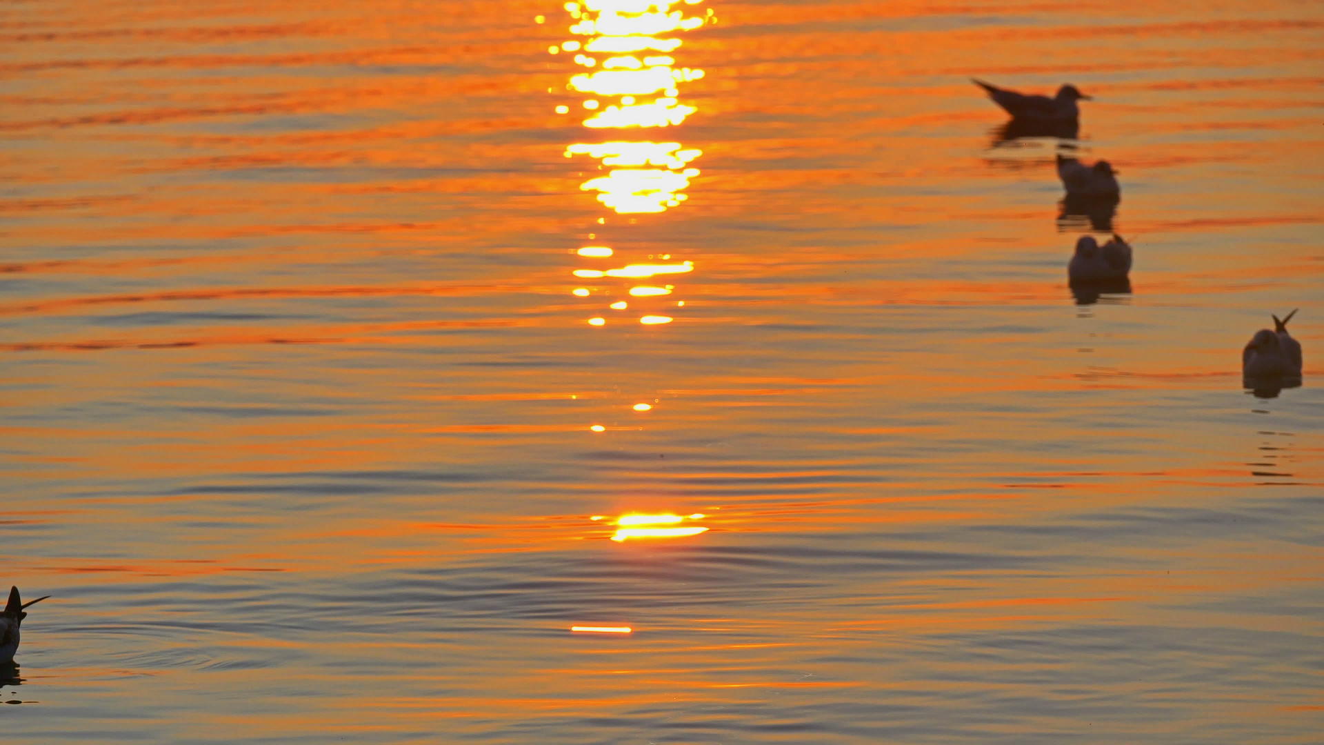 海鸥4在水中日落k视频的预览图