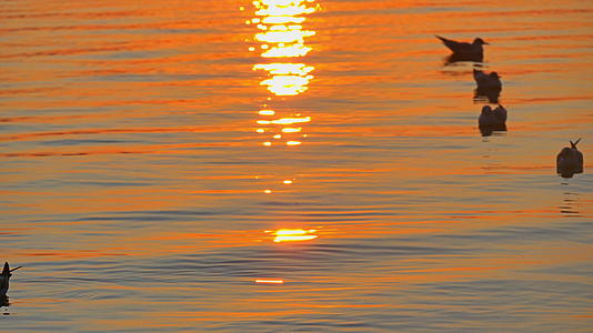 海鸥4在水中日落k视频的预览图