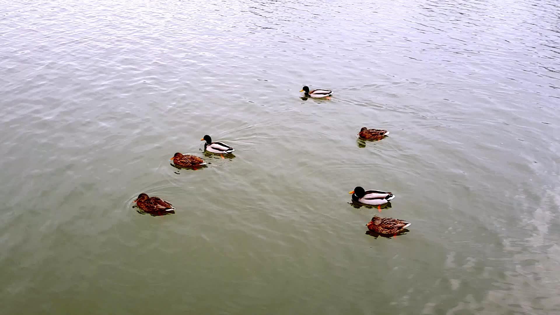 湖边的野鸭视频的预览图