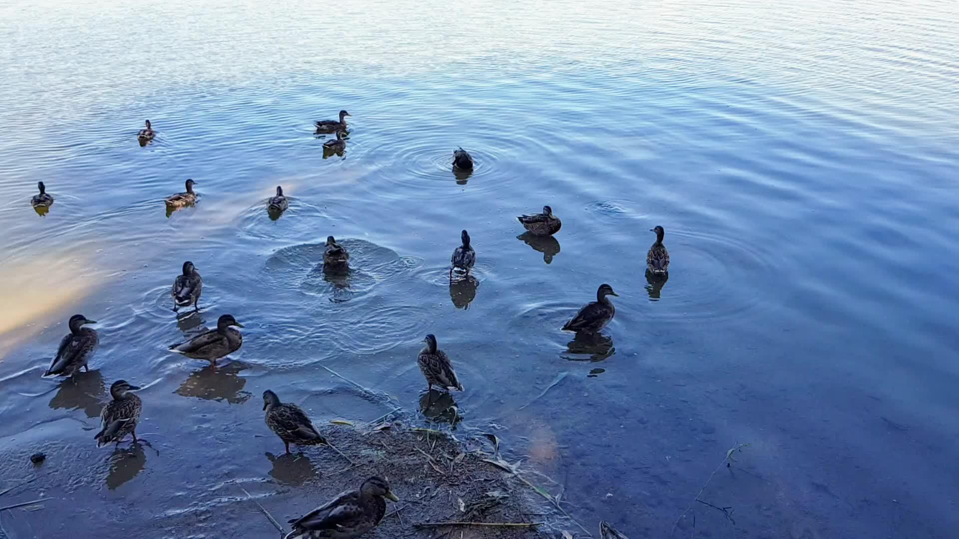 湖边的野鸭视频的预览图