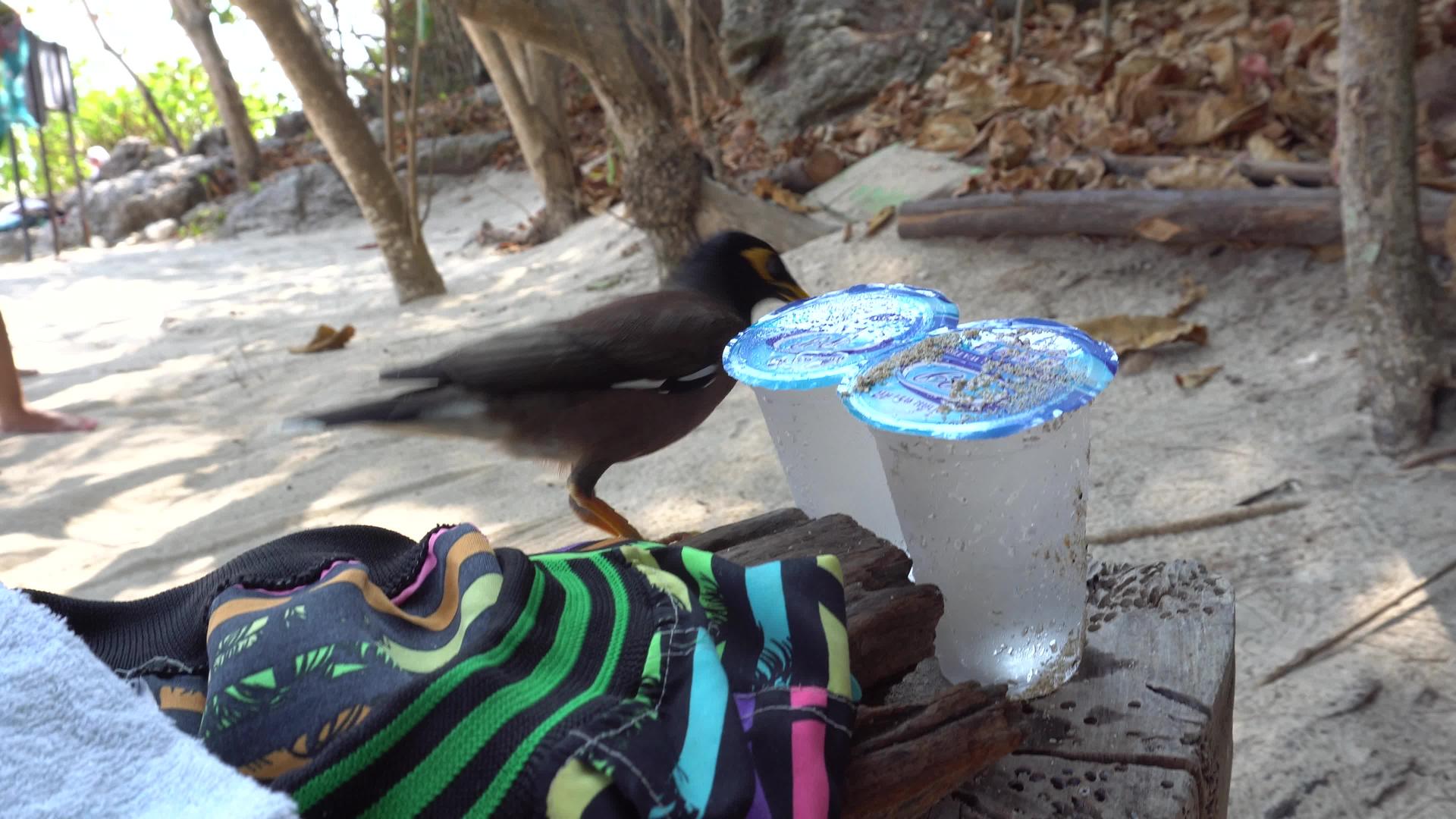 鸟儿试图从塑料杯里喝水视频的预览图