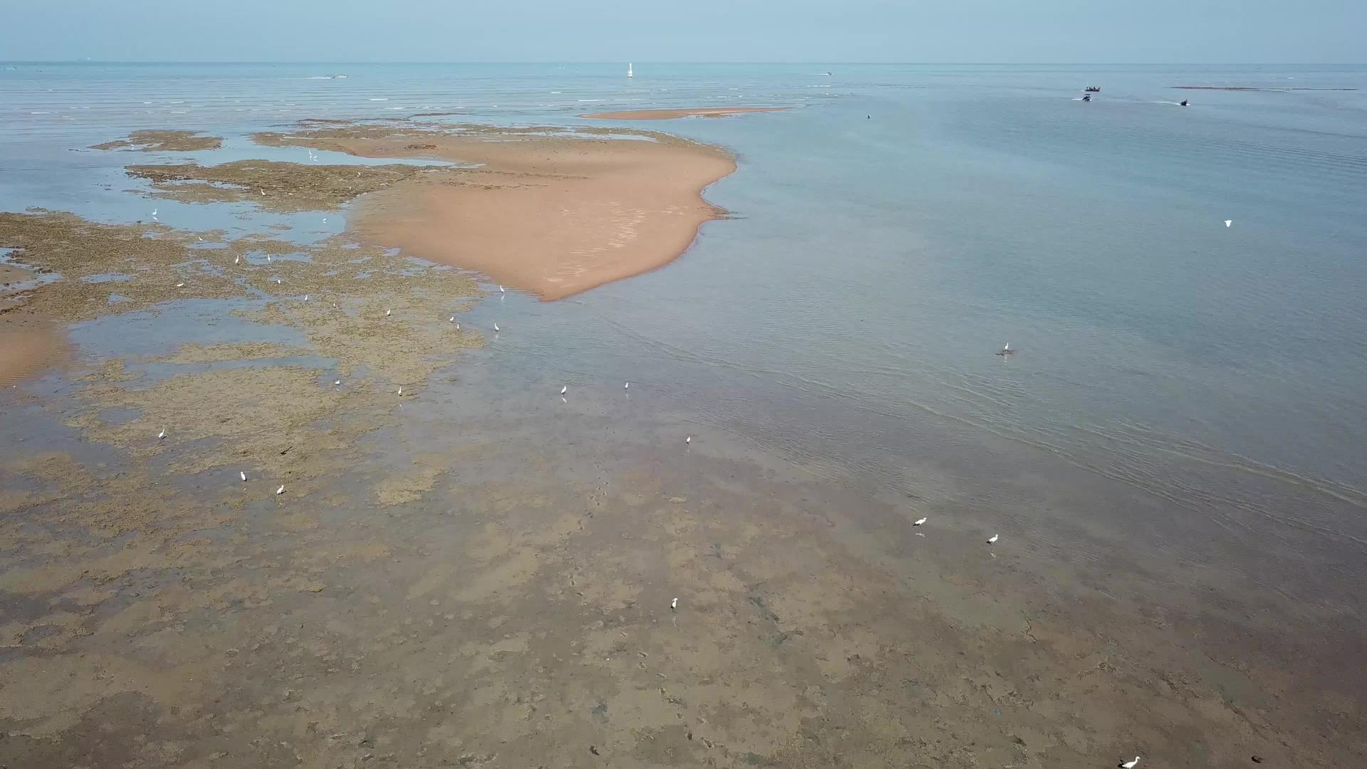 黄雀鸟在泥海沿岸飞行视频的预览图