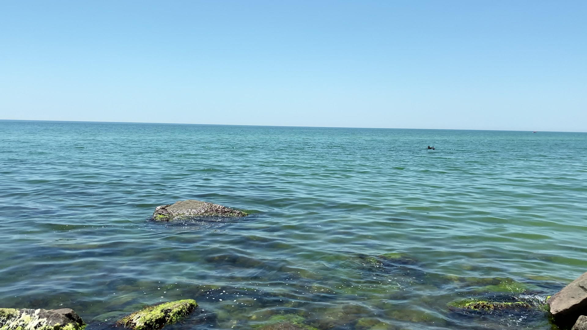 夏天黑色的焦蓝在黑海上飞舞视频的预览图