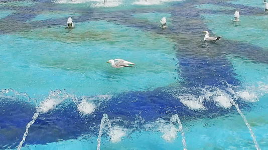 喷泉中的海鸥在伊斯坦堡圣索皮亚面前慢慢地移动视频的预览图