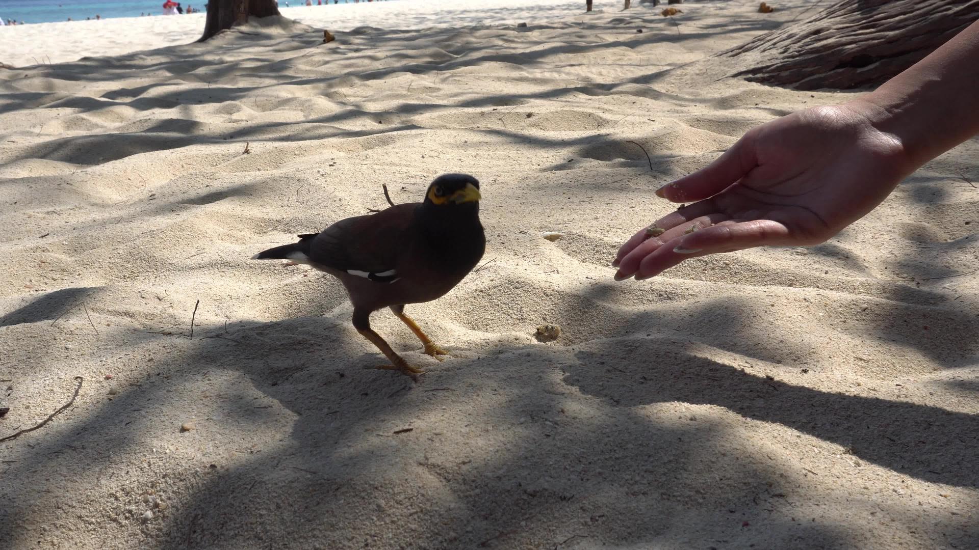 一只鸟吃女人的手视频的预览图