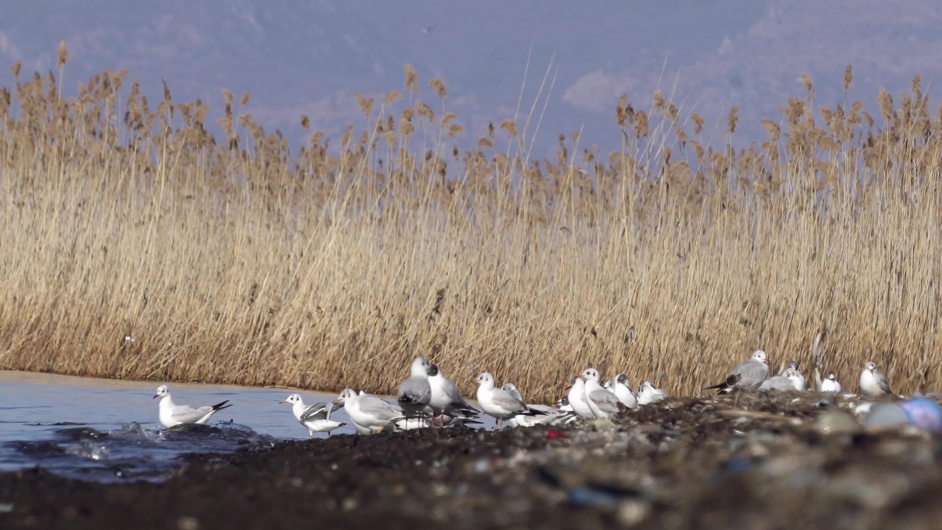 海鸥栖息于奥赫里德湖沿岸视频的预览图
