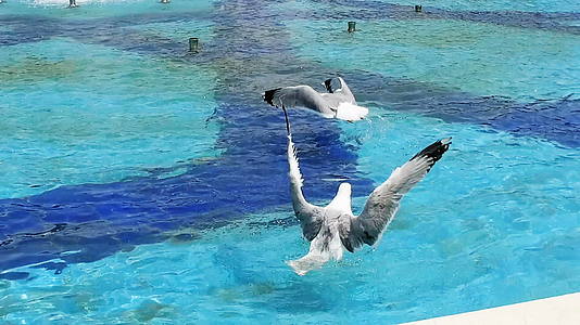 海鸥在喷泉上洗澡视频的预览图