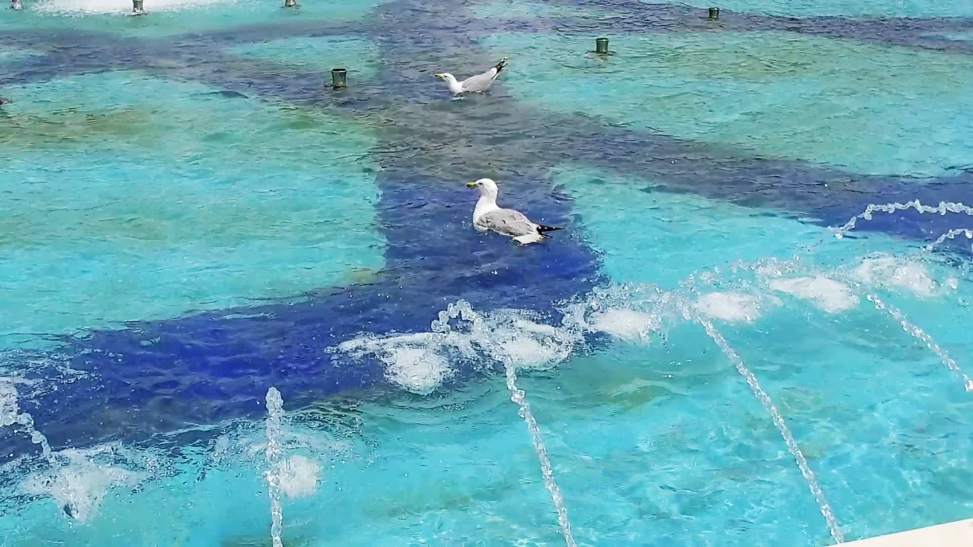 蓝色喷泉的背景是海鸥的背景istanbul火鸡慢动视频的预览图