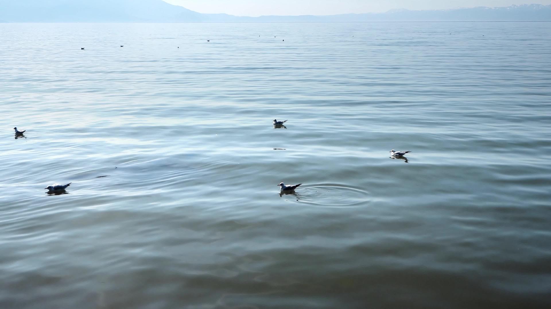 海鸥在水中海鸥在海浪的水中视频的预览图