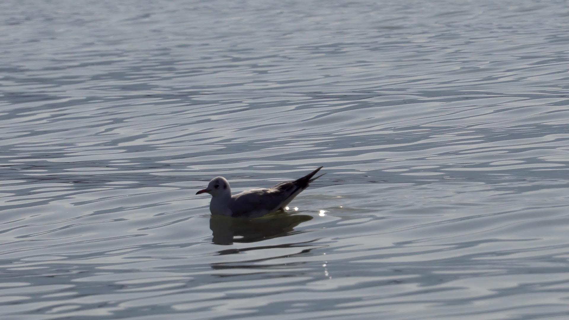 单海鸥漂浮在湖面上视频的预览图