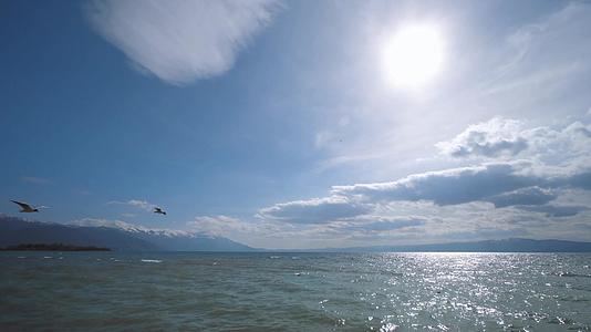 海鸥在奥赫里德湖海岸飞行视频的预览图