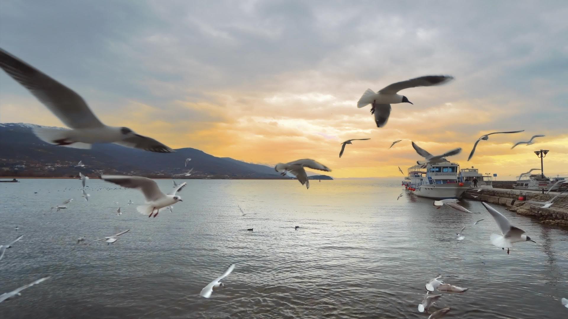 海鸥在奥赫里德湖码头的日落背景下捕捉海鸥视频的预览图
