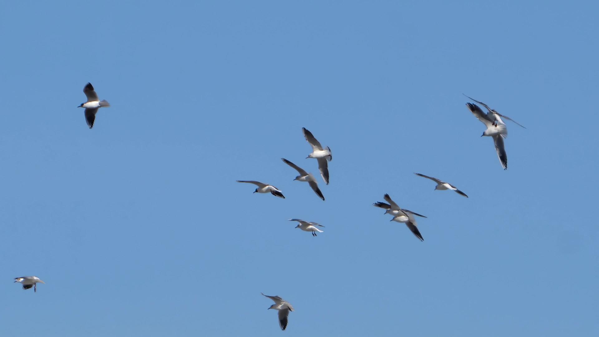 海鸥水鸟群飞翔视频的预览图