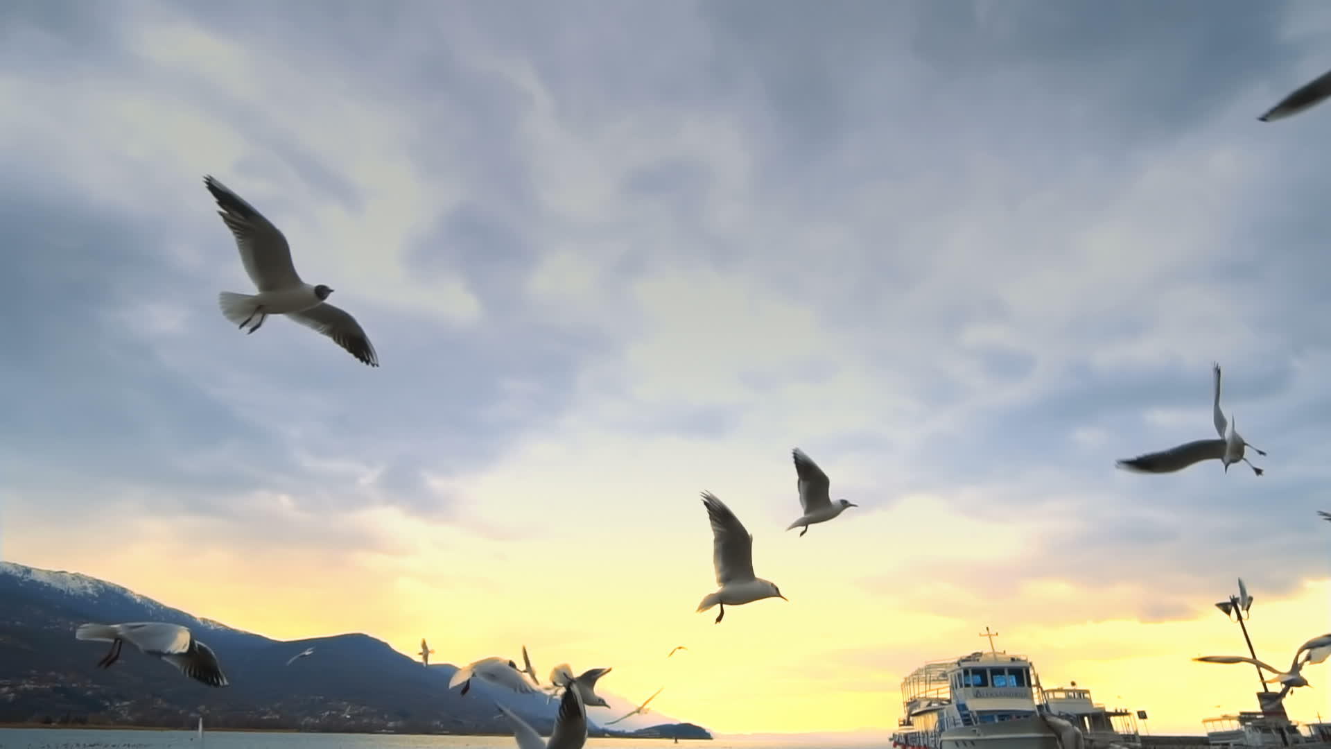 海鸥在日落时慢慢地抓住了一块面包视频的预览图