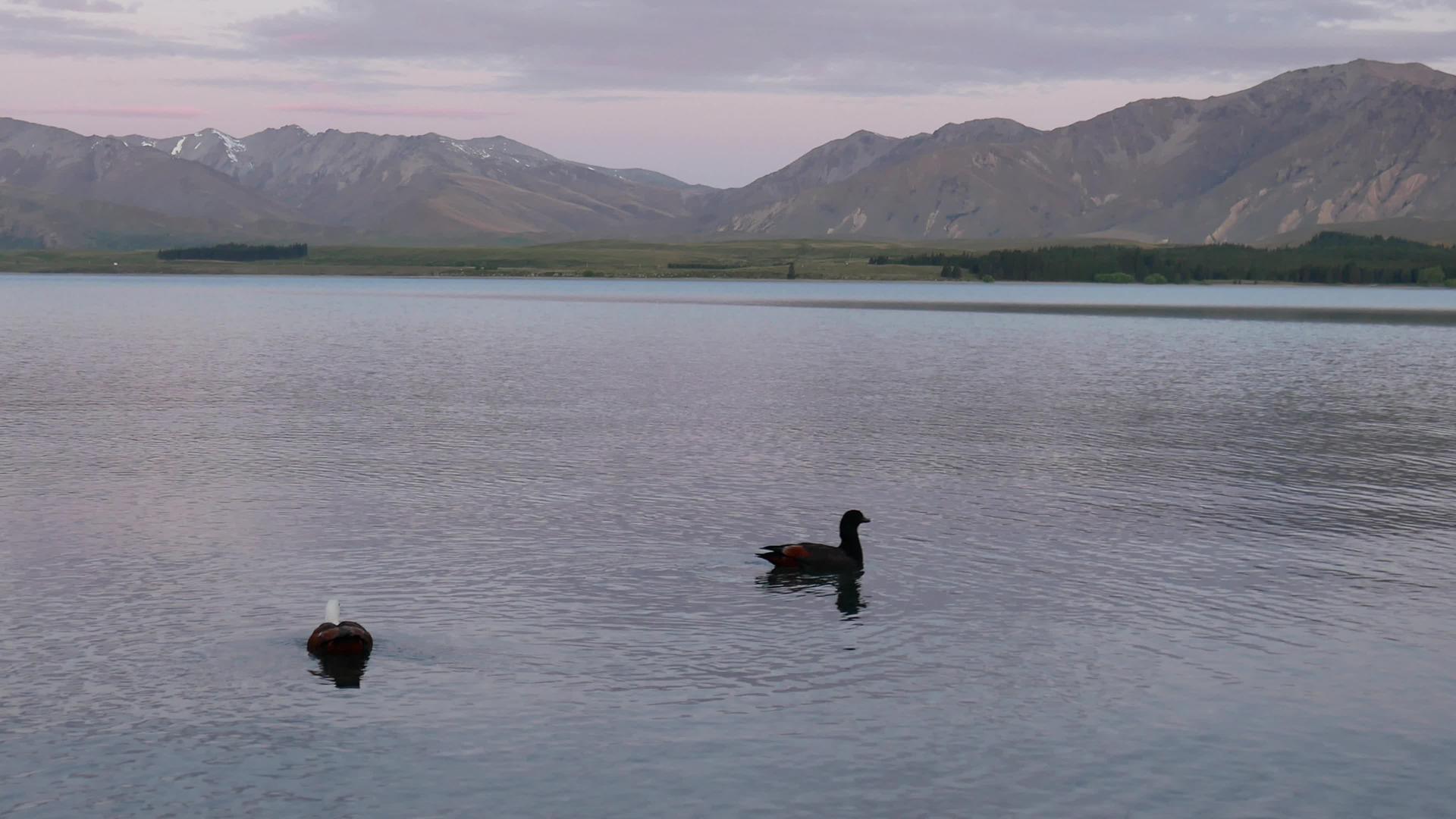 在湖中游泳的野鸭视频的预览图