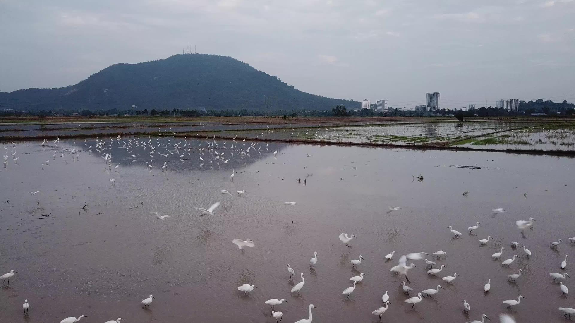 美丽的白鹤在稻田里飞翔视频的预览图
