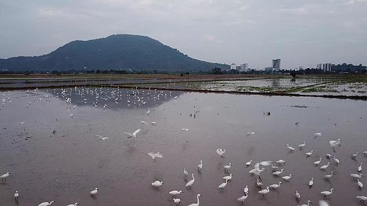 美丽的白鹤在稻田里飞翔视频的预览图