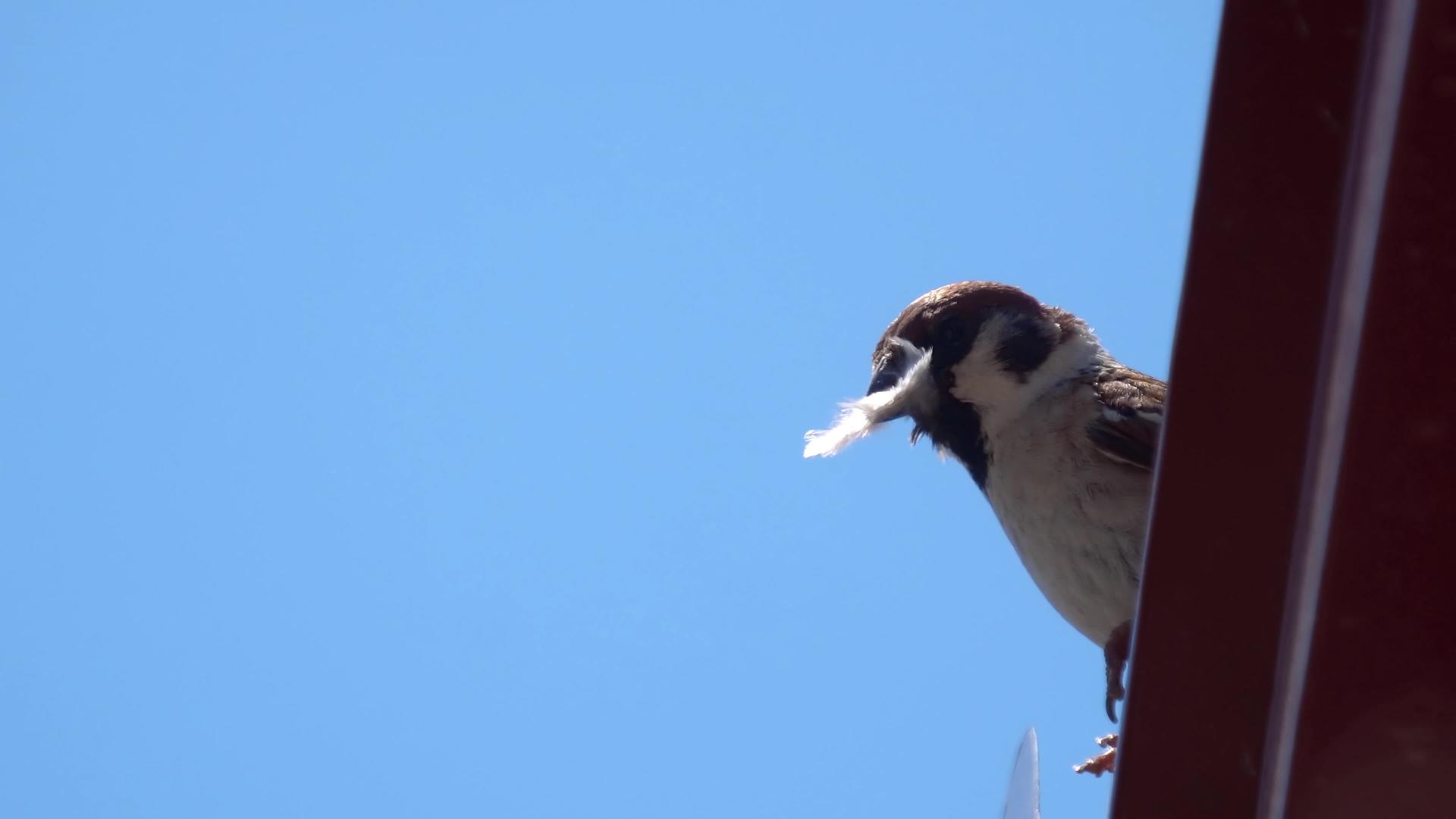 小麻雀嘴里叼着一根巨大的轻羽毛准备筑巢棕色的鸟和雪白的鸟视频的预览图