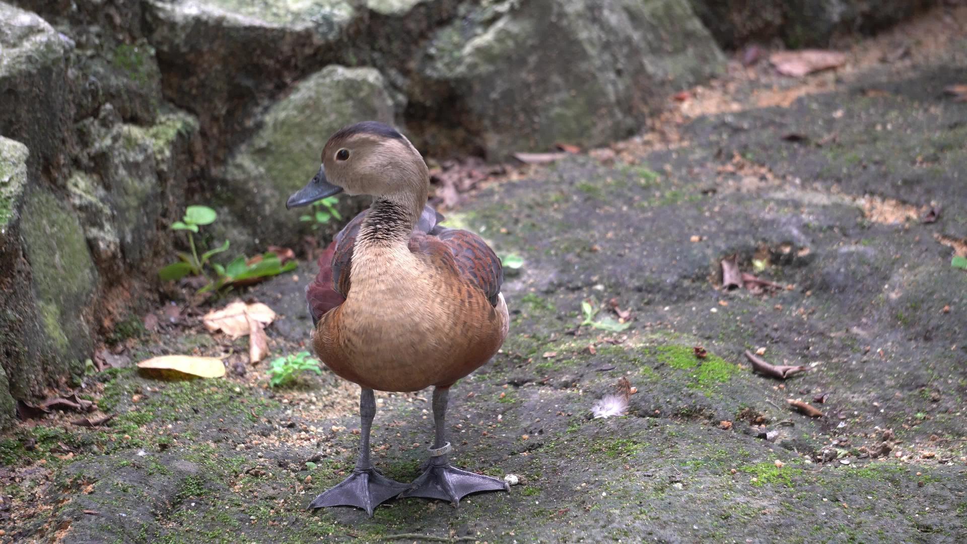 棕色鸭子有一个干净的羽毛标签视频的预览图