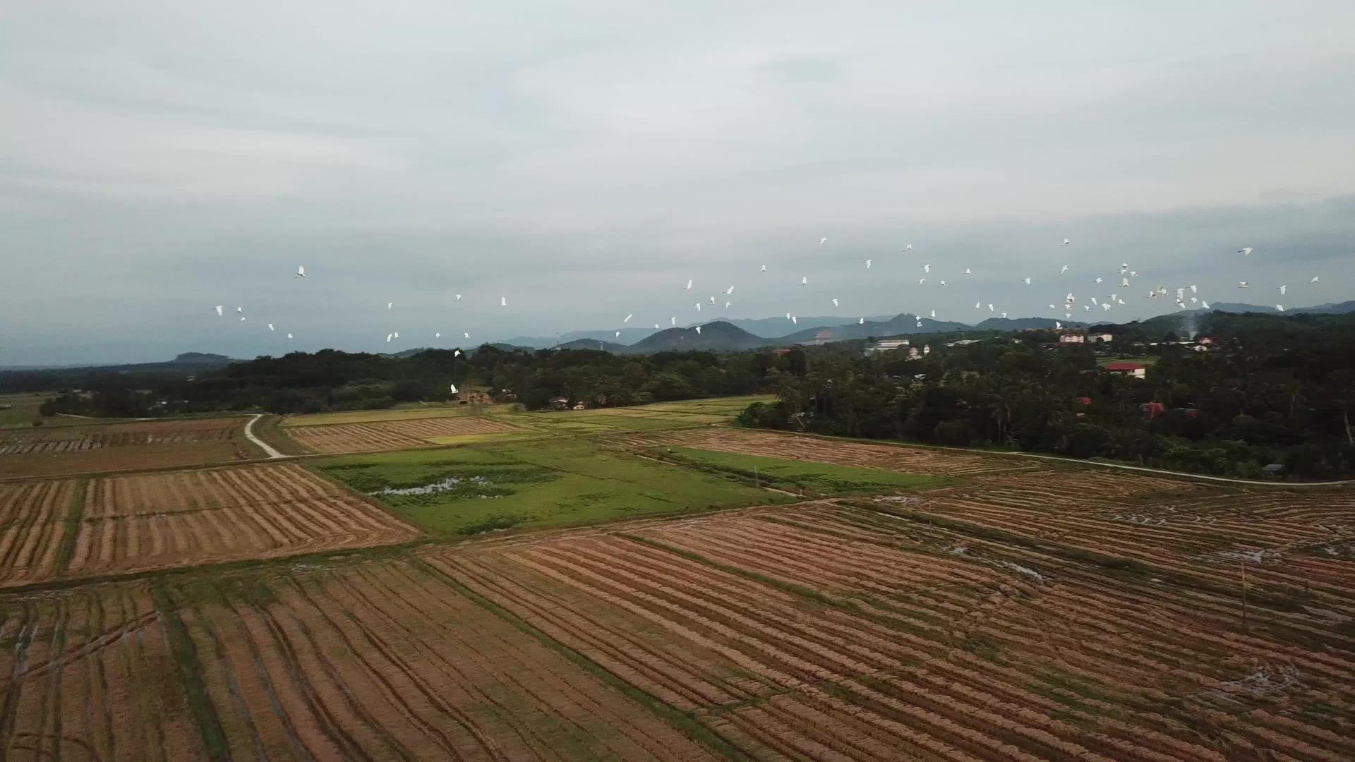 在空中追踪稻田的鸟儿在稻田里飞翔视频的预览图