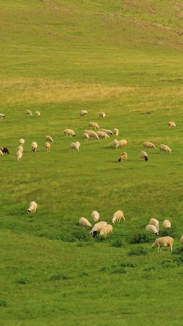 草原养殖畜牧羊群视频的预览图
