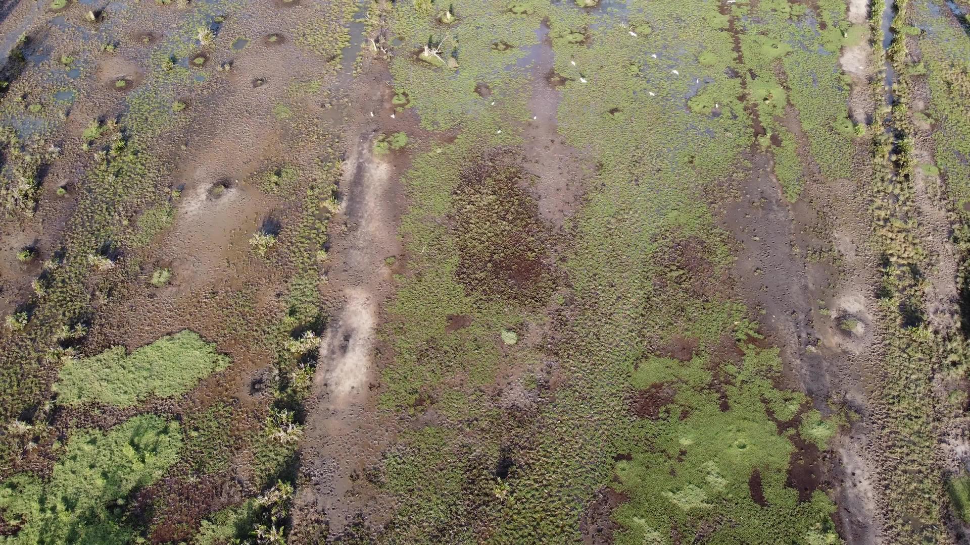 食羊鸟在湿地飞翔视频的预览图