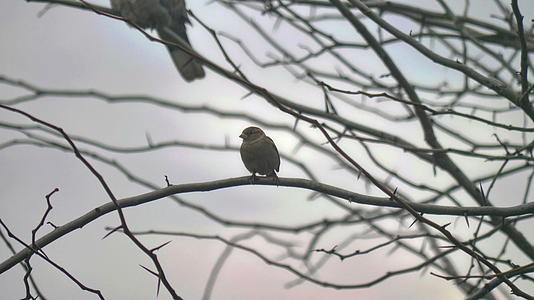 冬季树枝上的麻雀4k视频的预览图