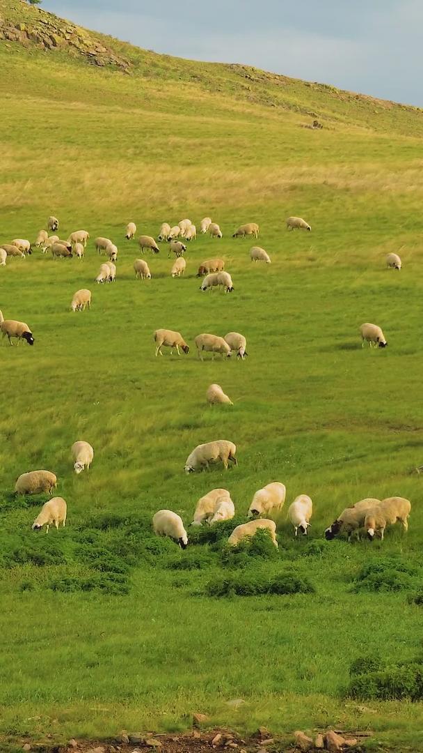 草原养殖畜牧羊群视频的预览图