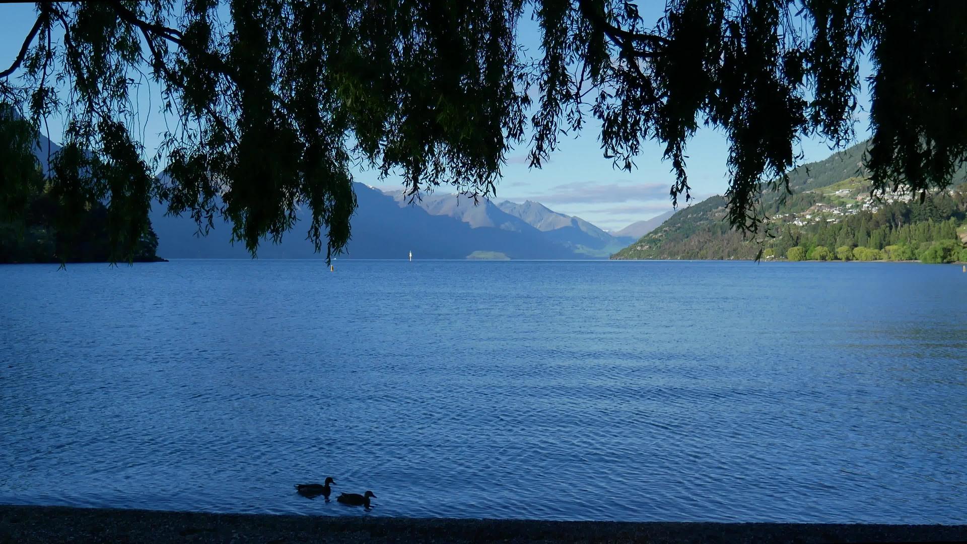 两只野鸭在皇后镇瓦卡提普湖游泳视频的预览图