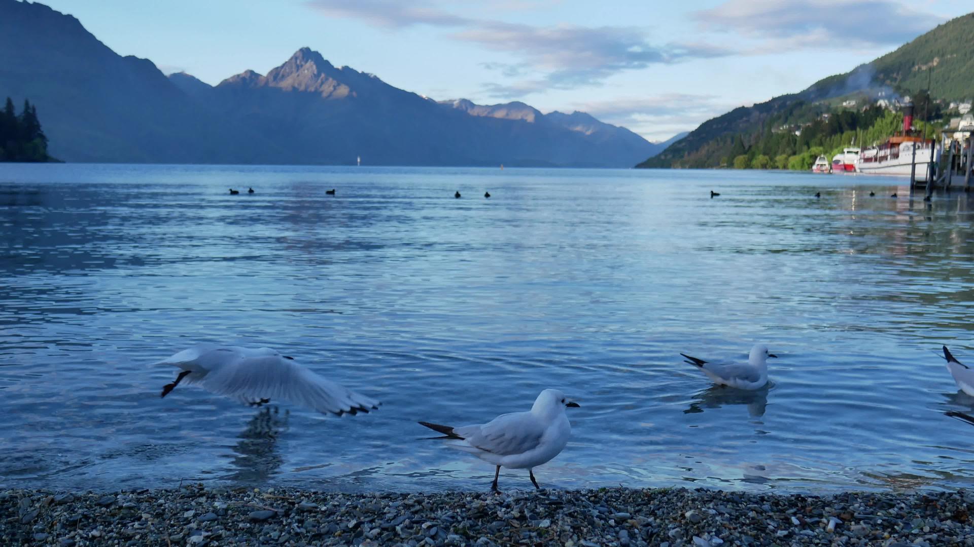 南岛皇后镇的海鸥Wakatipu在湖中飞行和游泳视频的预览图