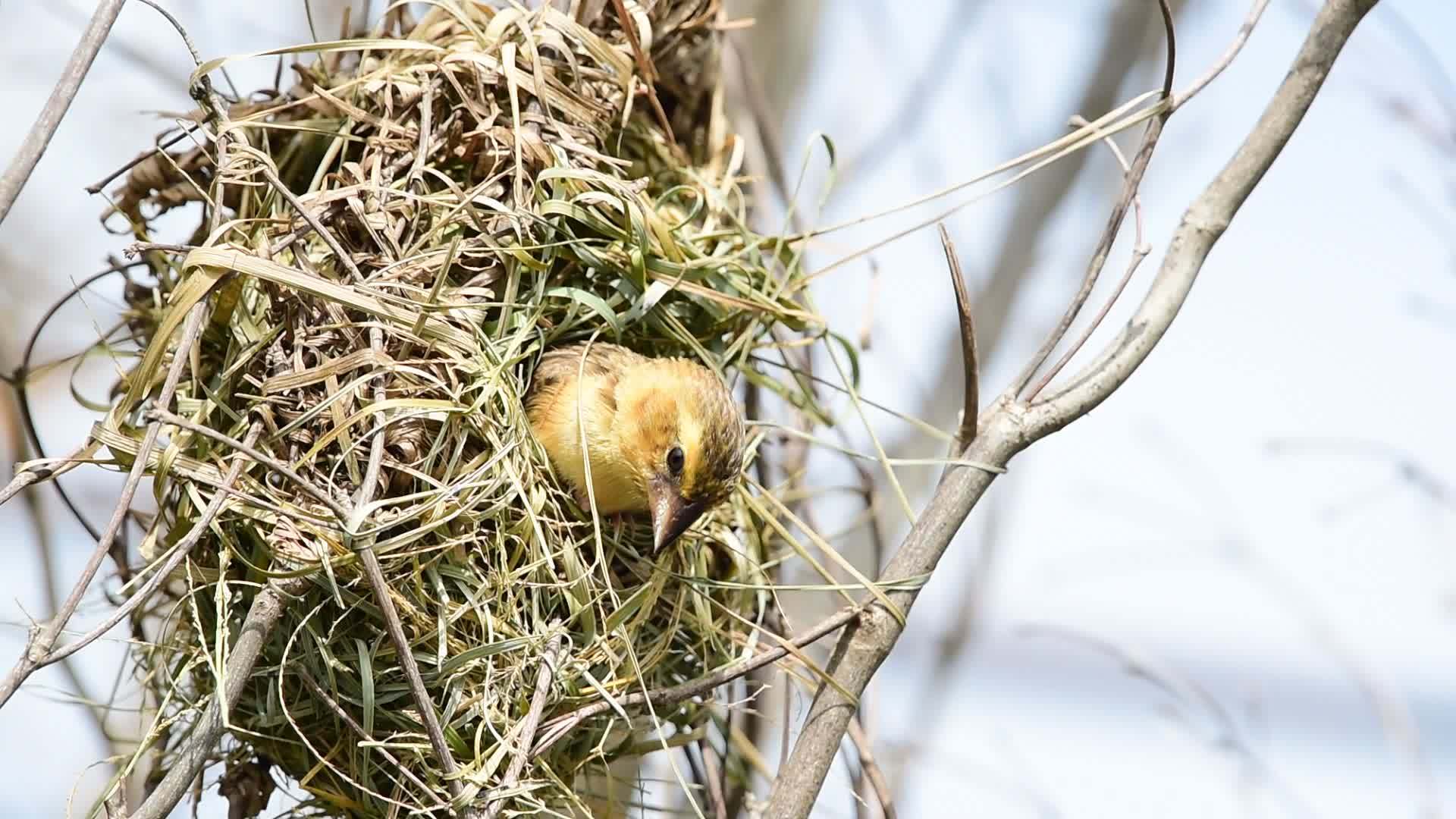 自然界中的野生鸟巢视频的预览图