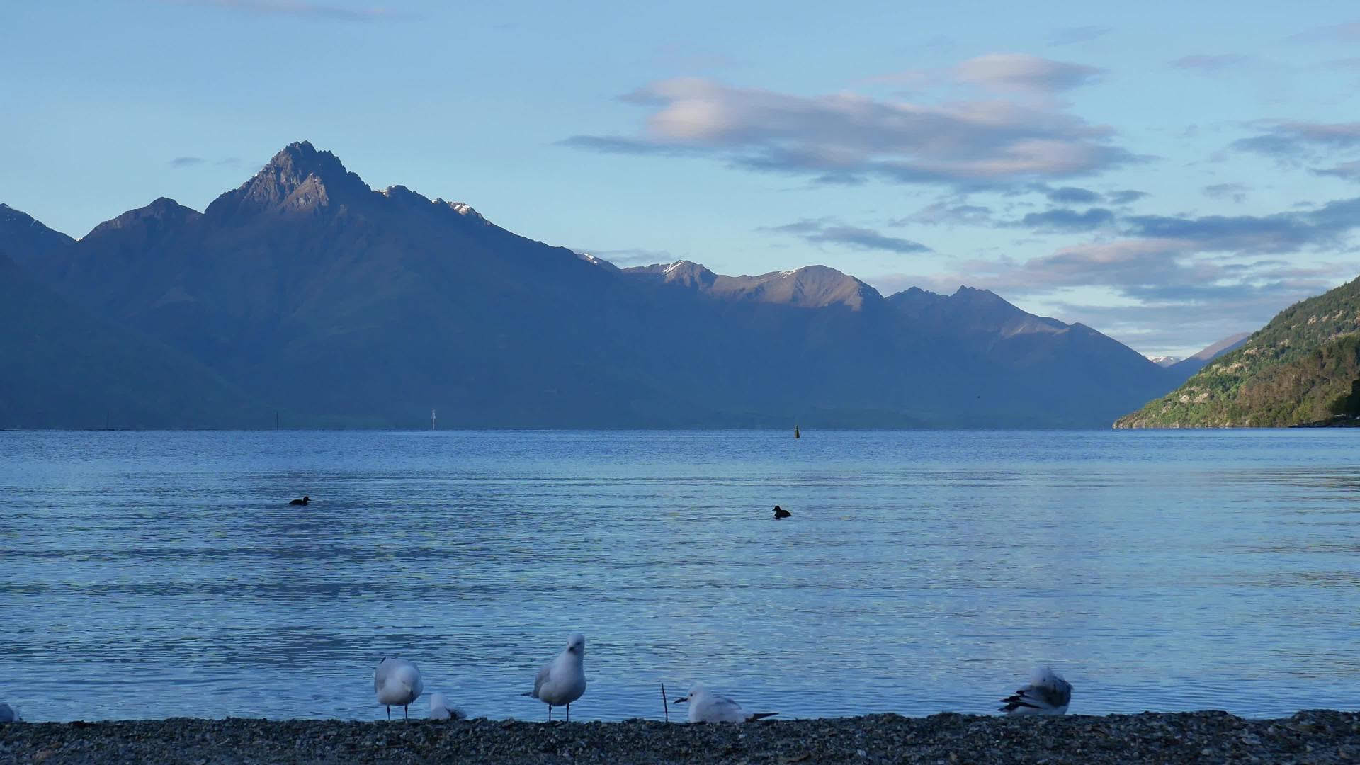 海鸥在清晨的蓝天中寻找食物在皇后镇的瓦卡提湖寻找食物视频的预览图