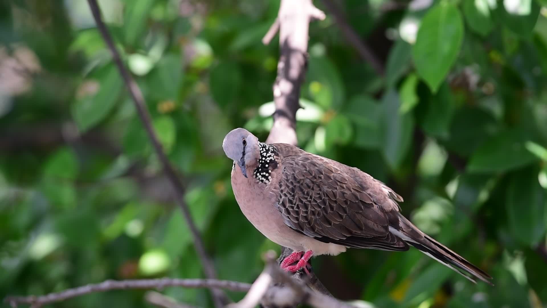 鸽子或鸟类的自然性质视频的预览图