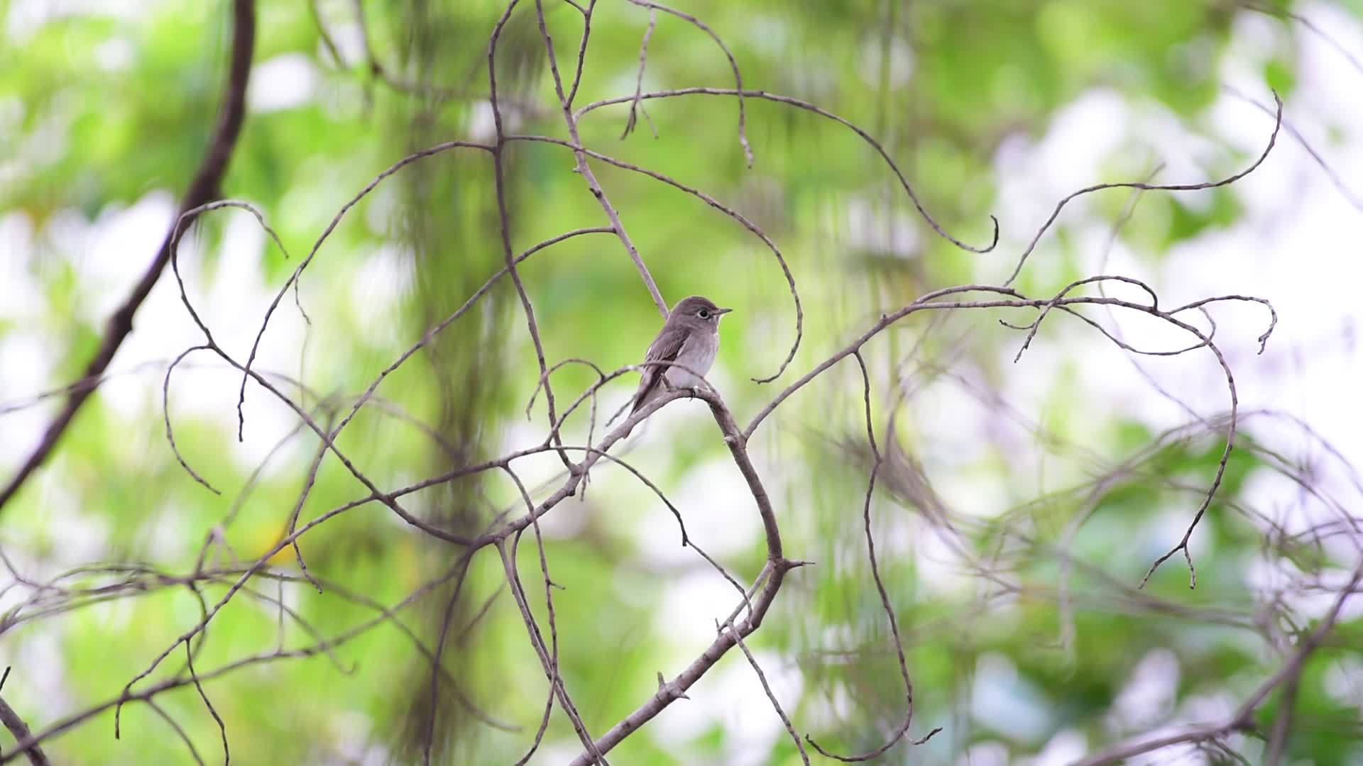亚述棕色自然野生鸟类猎鸟视频的预览图